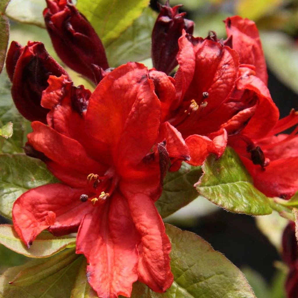 Azalée De Chine Nabucco - Azalea Mollis