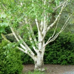 Bouleau Blanc De L'Himalaya - Betula Utilis Var. Jacquemontii 'Doorenbos'