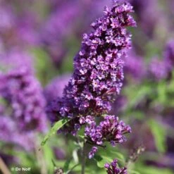 Buddleia Davidii Purple Emperor - Arbre Aux Papillons
