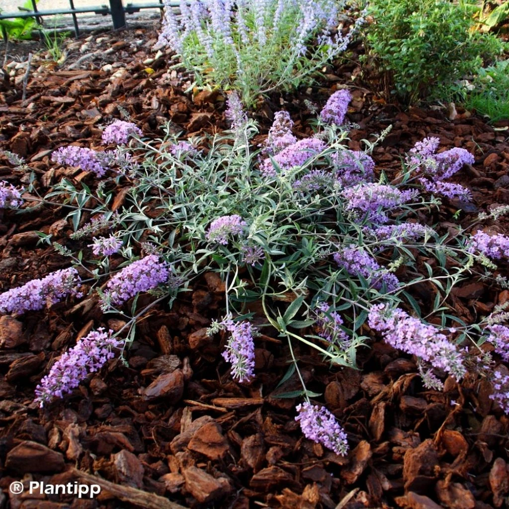Buddleia Free Petite Lavender Flow - Arbre Aux Papillons