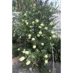 Callistemon Citrinus Albus - Rince Bouteille Blanc