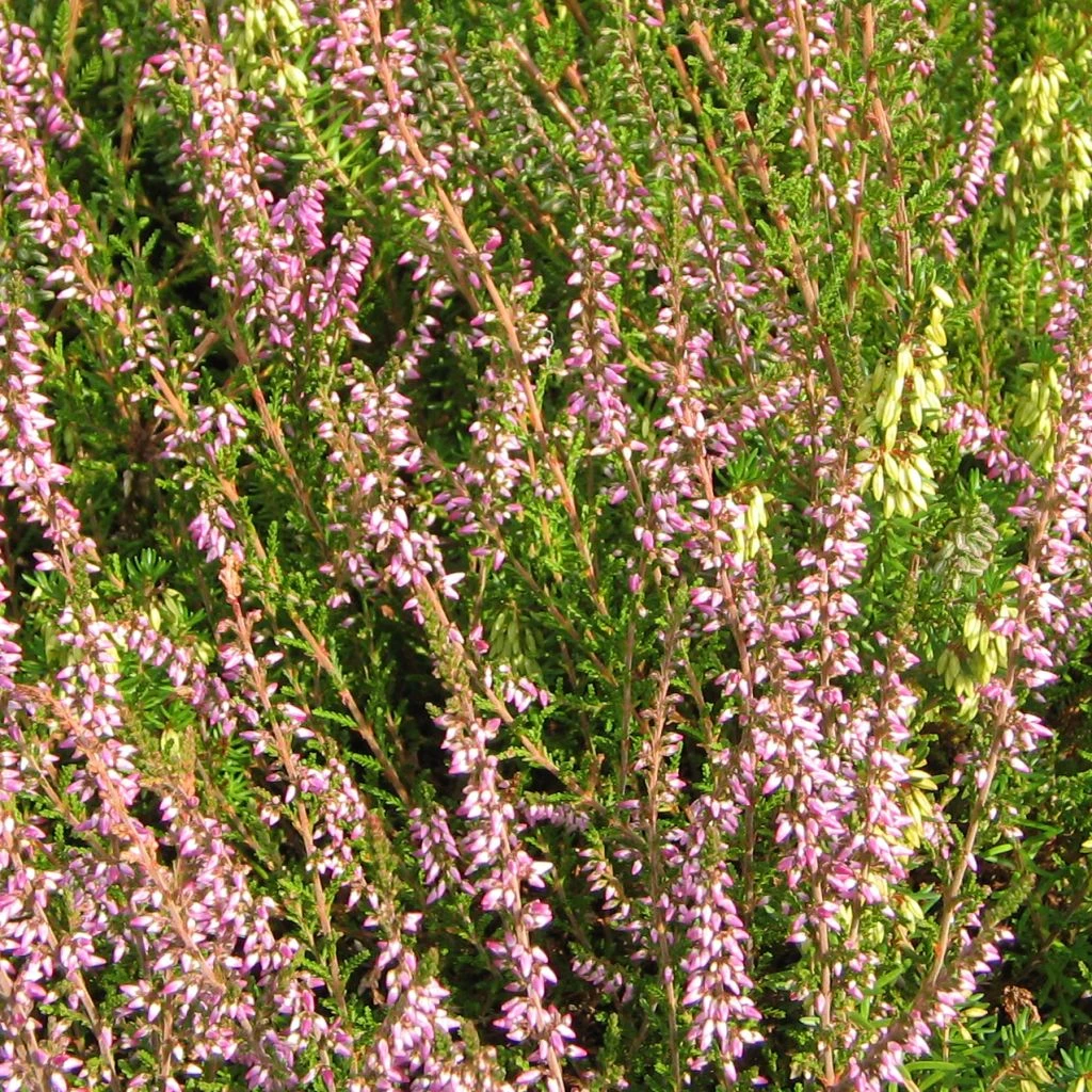 Bruyère D'été - Calluna Vulgaris Marleen