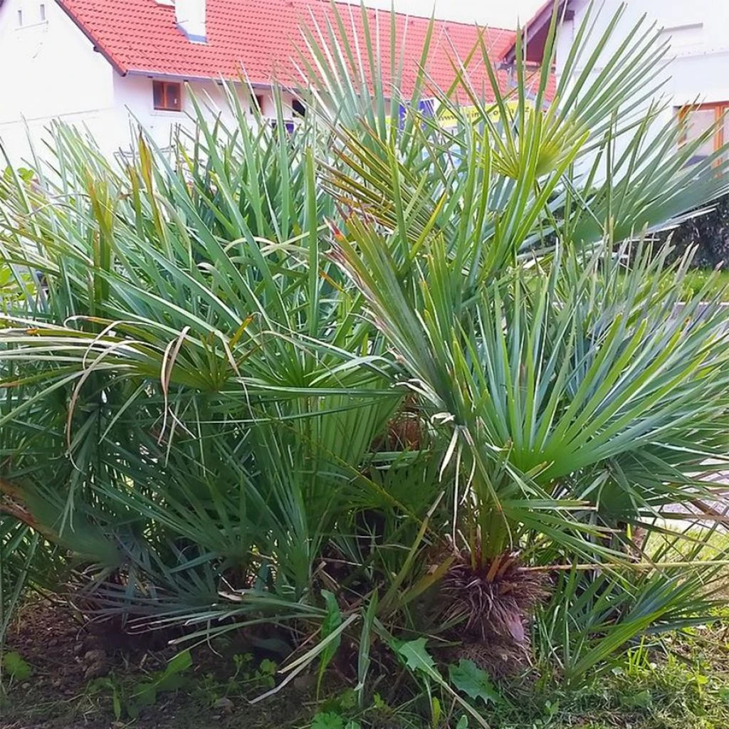 Chamaerops Humilis Cerifera - Palmier Nain Bleuté