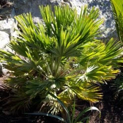 Chamaerops Humilis Vulcano - Palmier Nain