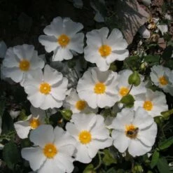 Cistus Corbariensis - Ciste Des Corbières
