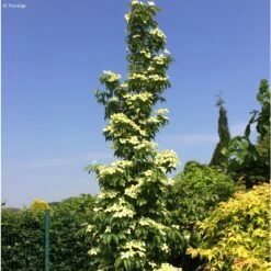 Cornus Kousa Flower Tower - Cornouiller Du Japon
