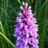 Dactylorhiza Maculata, Orchis Tacheté - Orchidée Terrestre Et Vivace