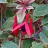 Fuchsia Rustique Tom West