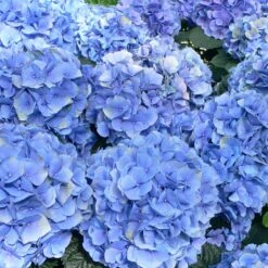Hortensia - Hydrangea Macrophylla Bodensee