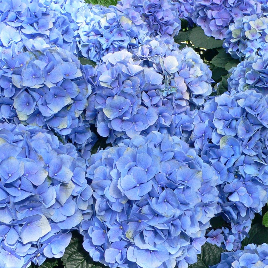 Hortensia - Hydrangea Macrophylla Bodensee