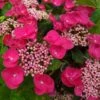 Hortensia Macrophylla Teller Red