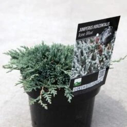 Genévrier Rampant - Juniperus Horizontalis Icee Blue