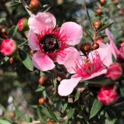 Leptospermum Scoparium Martini - Arbre à Thé