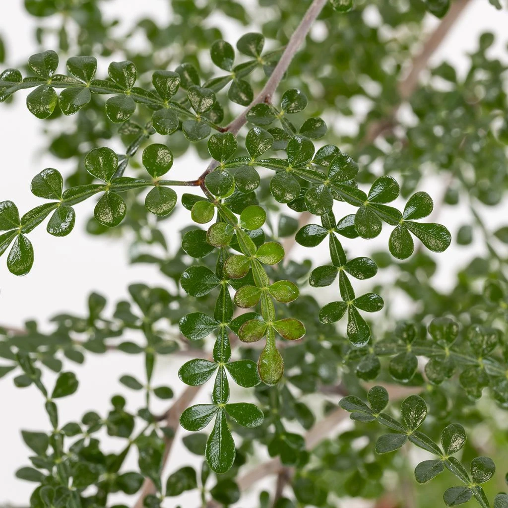 Operculicarya Decaryi - Faux-poivrier Du Japon