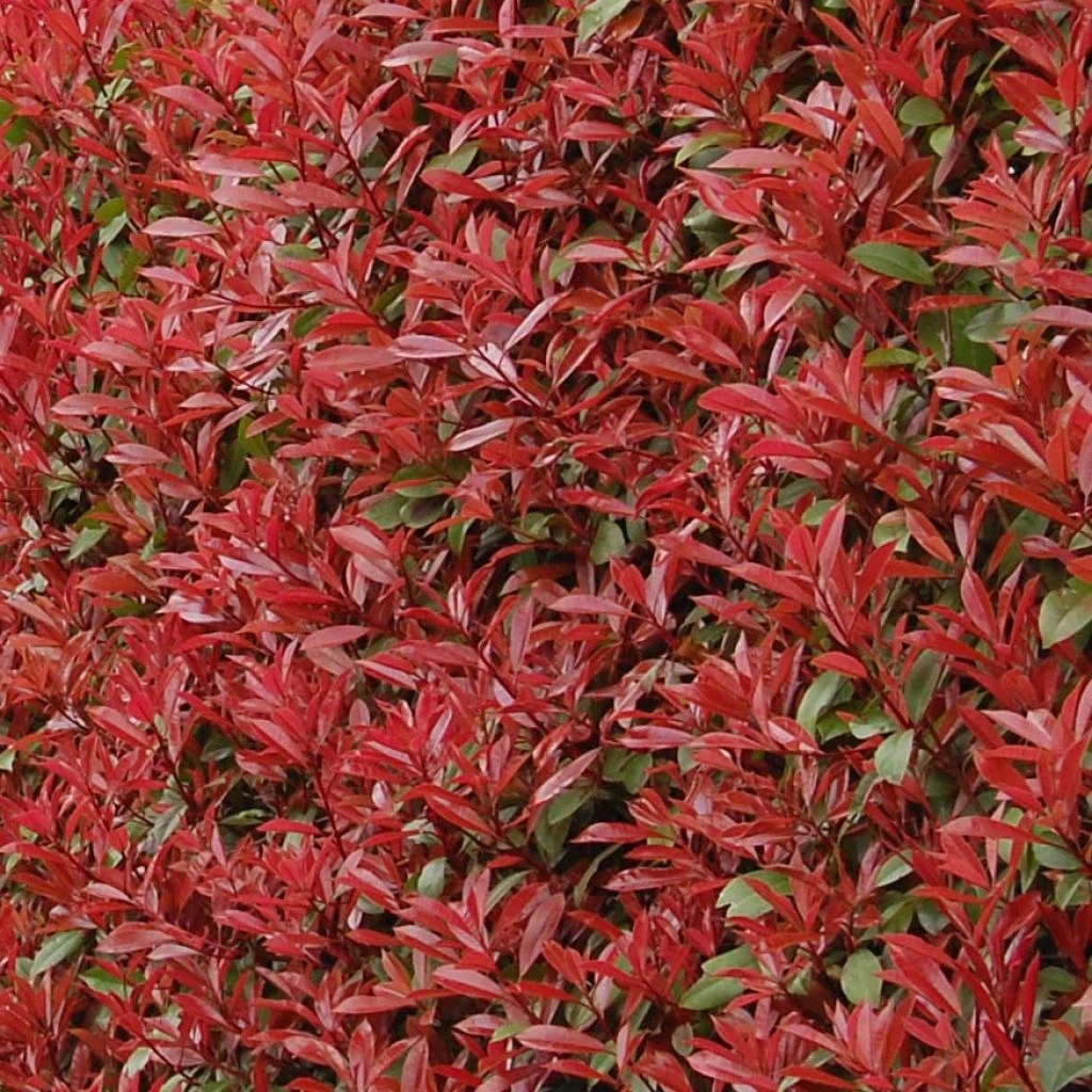 Photinia Fraseri Carré Rouge