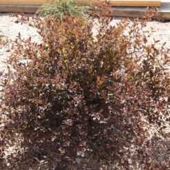 Physocarpus Opulifolius Little Devil