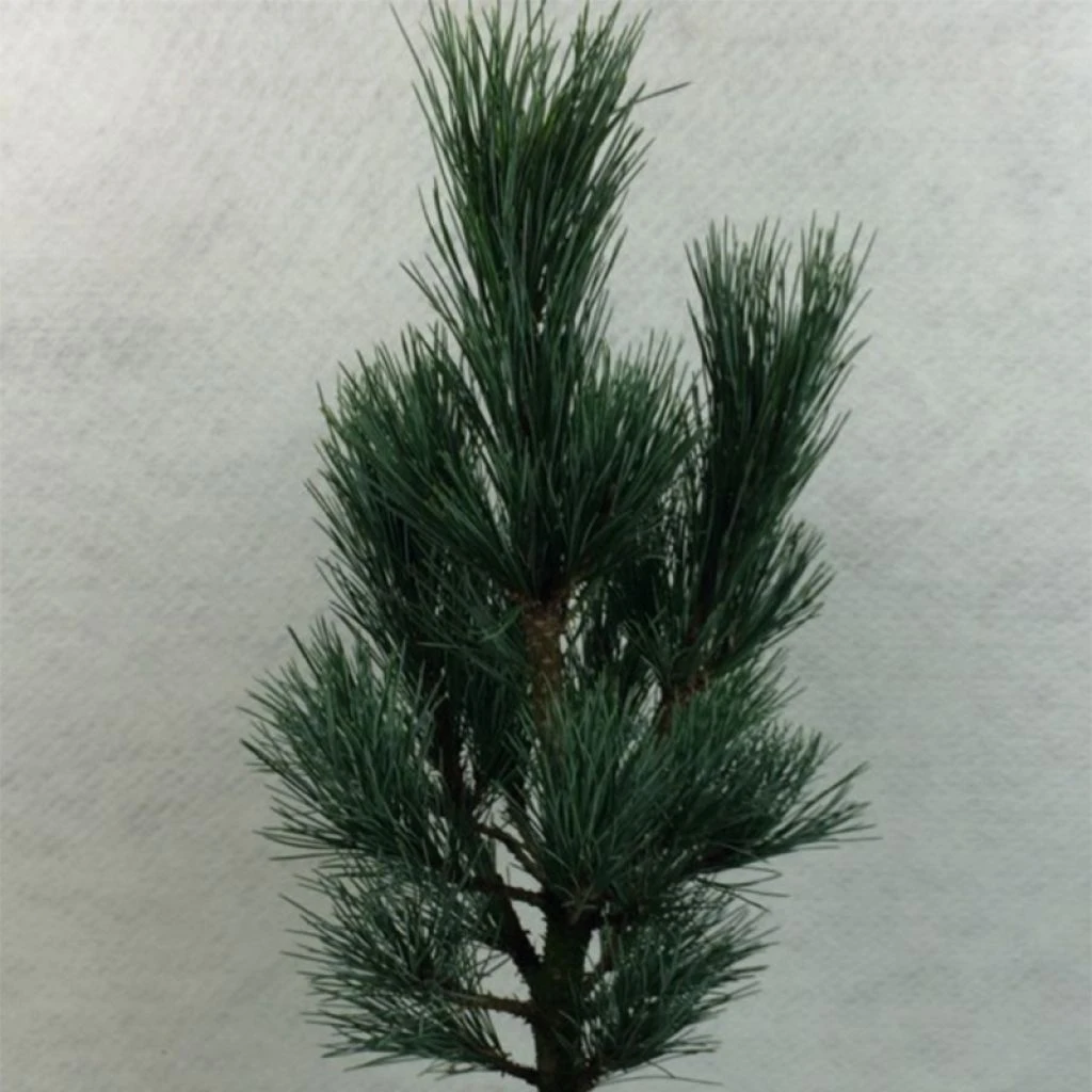 Pin Cembro Nain - Pinus Cembra Compacta Glauca