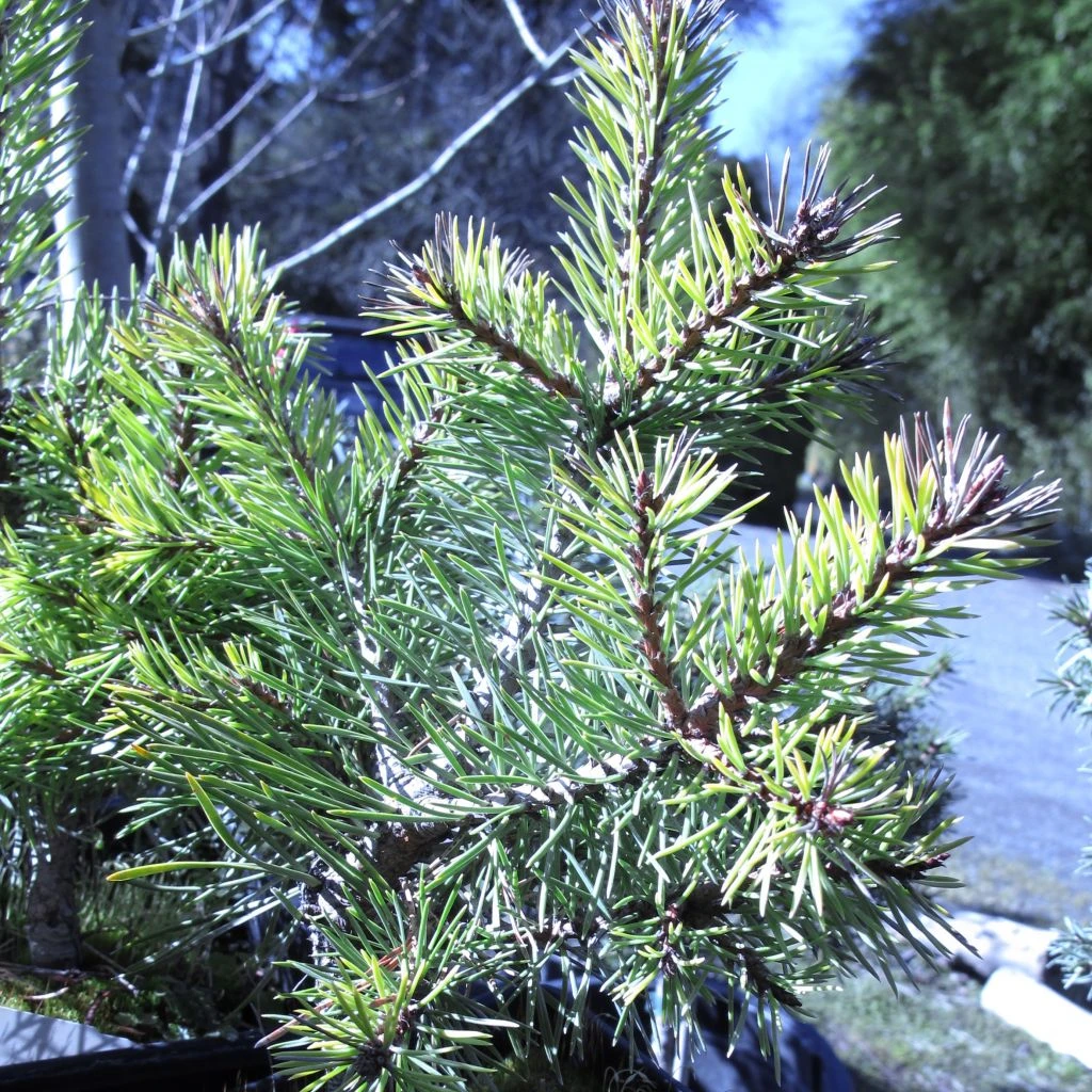 Pin Sylvestre Nain - Pinus Sylvestris Doone Valley