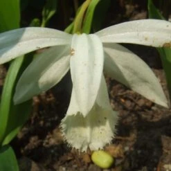 Pleione Formosana Alba