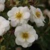Potentilla Fruticosa Creme Brulée- Potentille Arbustive