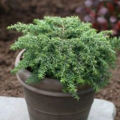 Pruche Du Canada - Tsuga Canadensis Nana