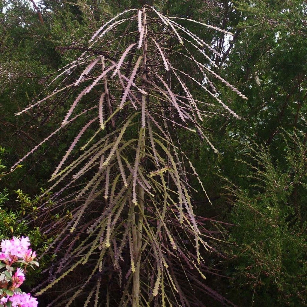 Pseudopanax Ferox