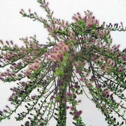 Salix Sachalinensis Sekka - Saule De Sakhaline Pot De 3L/4L