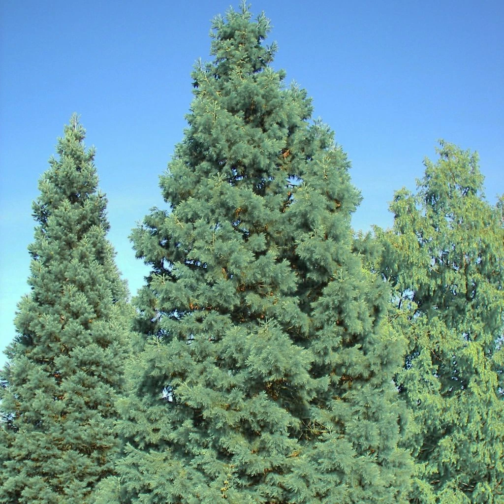 Séquoia Géant - Sequoiadendron Giganteum Glaucum