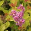 Spirée Japonaise - Spiraea Japonica Pink & Gold