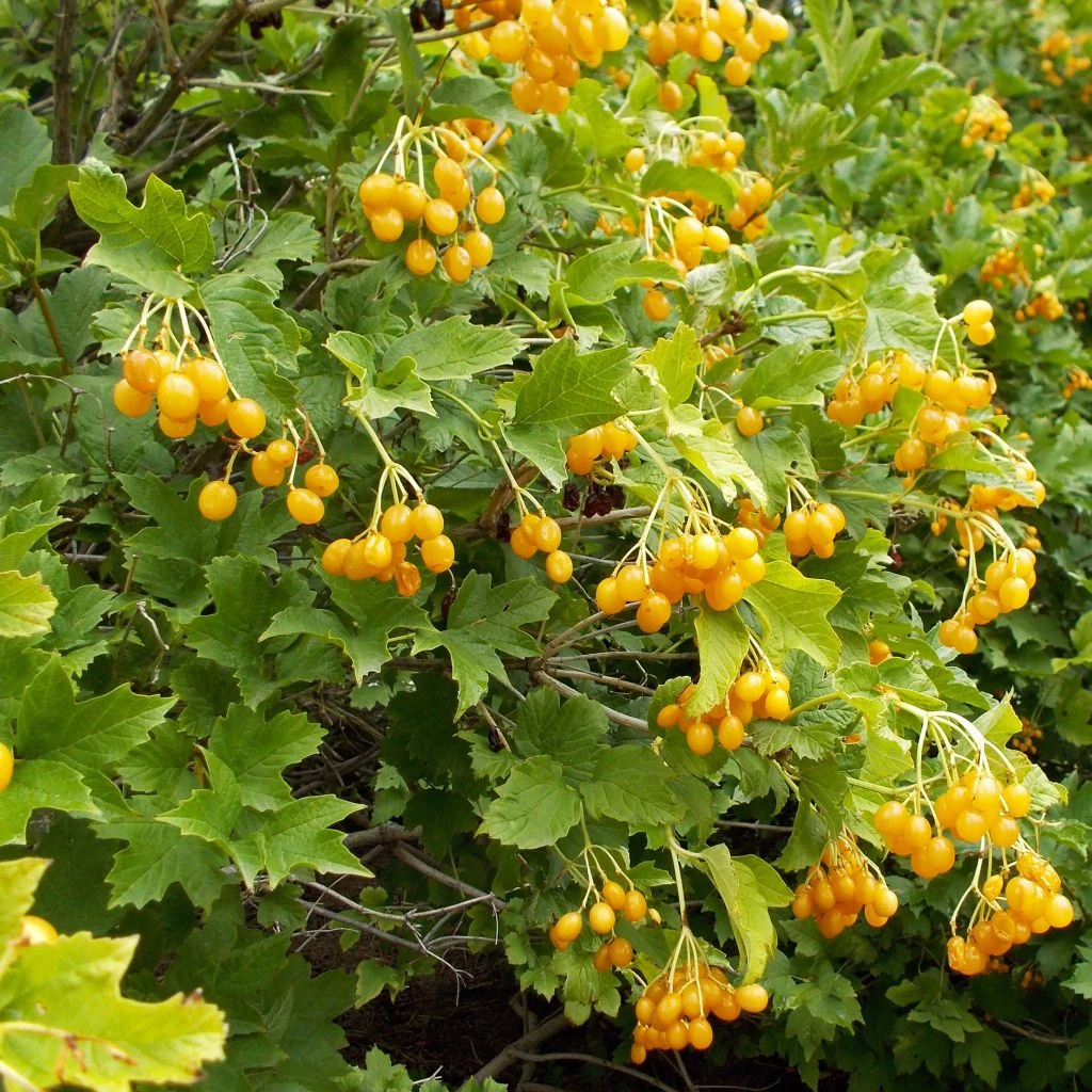 Viburnum Opulus Xanthocarpum - Viorne Obier
