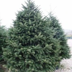 Sapin De Noël De Nordmann - Abies Nordmanniana