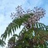 Aralia Elata - Angélique En Arbre Du Japon
