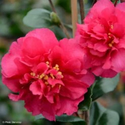 Camelia D'automne - Camellia X Hiemalis Bonanza