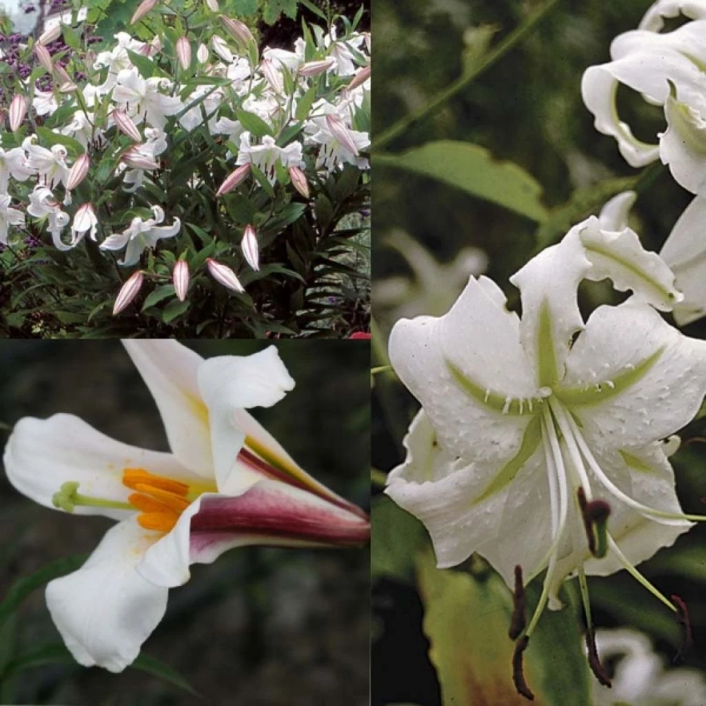 Collection Lis Blanc