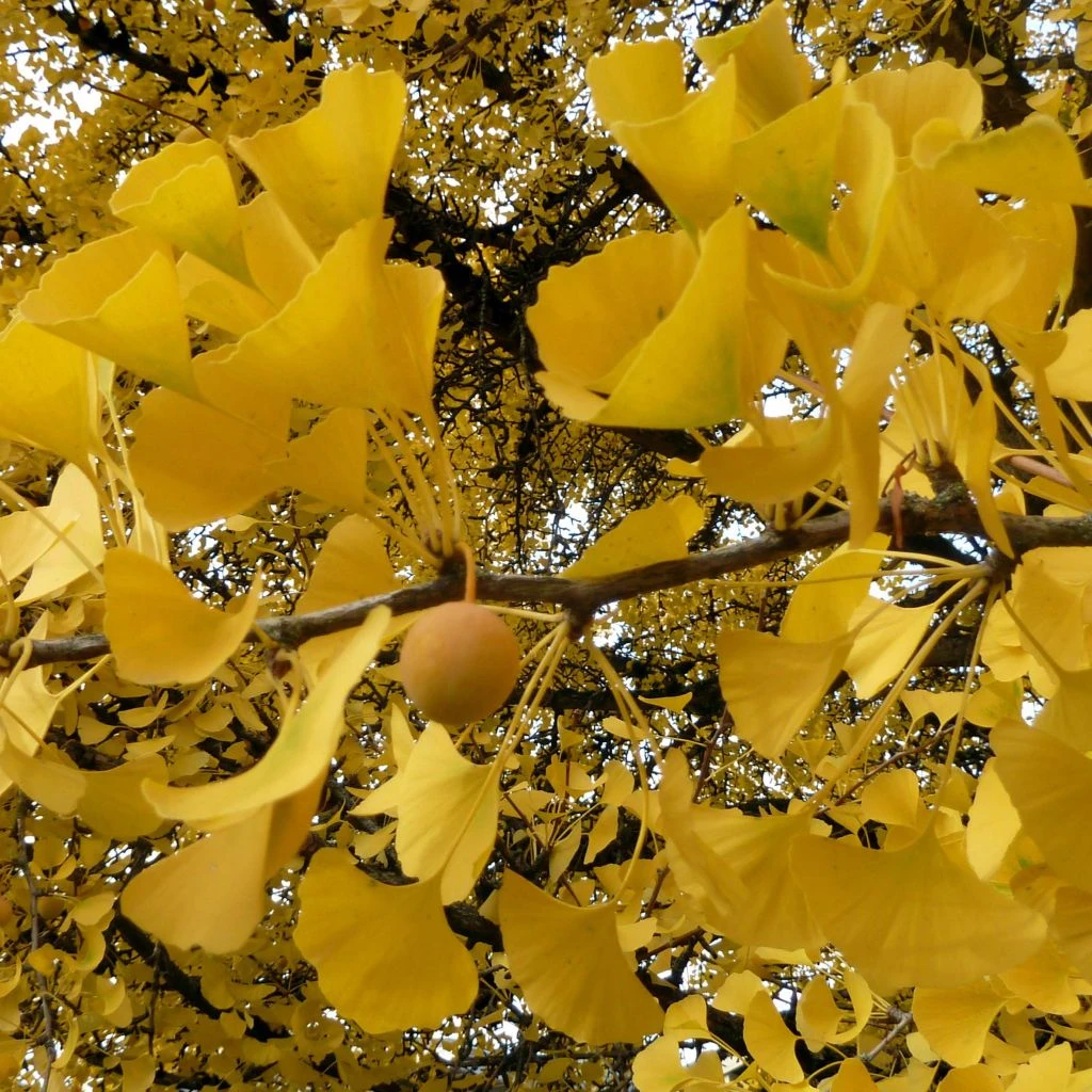 Ginkgo Biloba - Arbre Aux Quarante écus