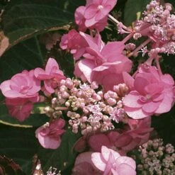 Hortensia - Hydrangea Serrata Santiago
