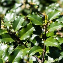 Houx Américain - Ilex Meserveae Heckenstar