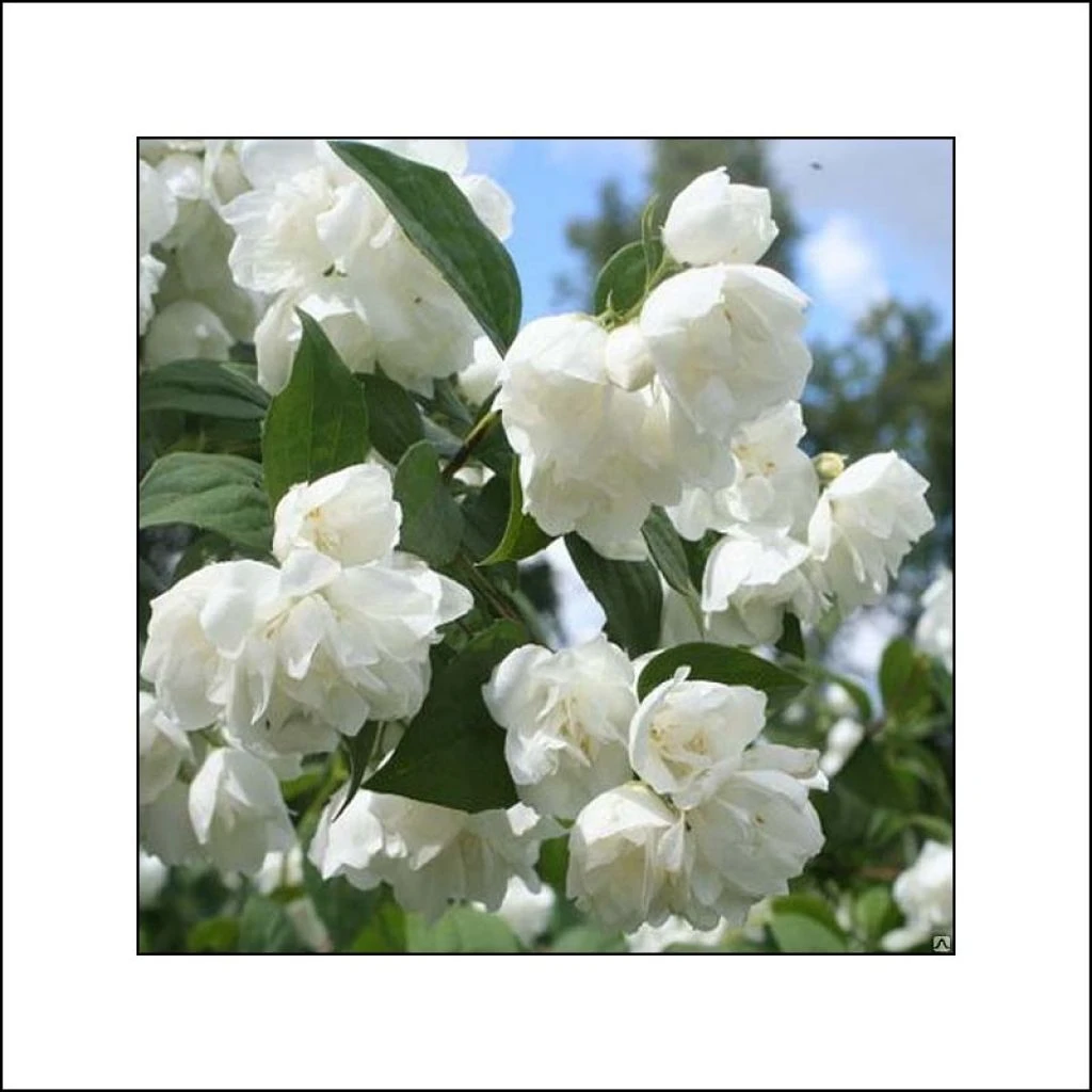 Seringat Blanc - Philadelphus Albâtre