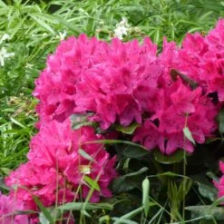 Rhododendron Marie Forte (Madame Fortier) - Grand Rhododendron