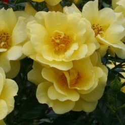 Rosier Décorosiers Suneva